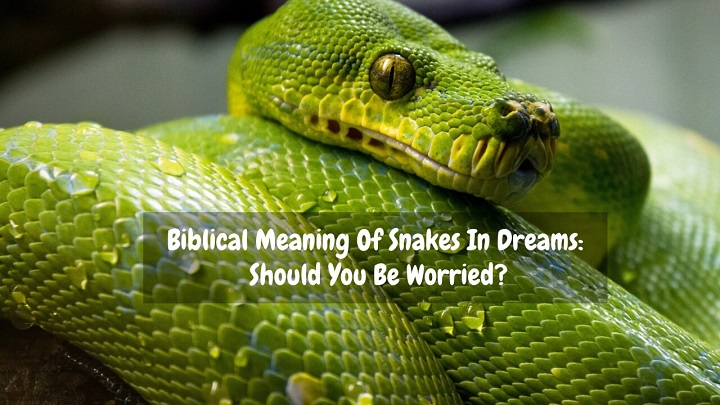 biblical-meaning-of-snakes-in-dreams-should-you-be-worried-dejadream