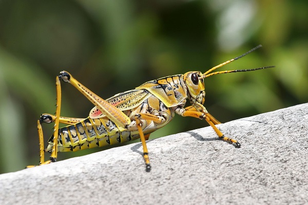 Grasshopper Meaning