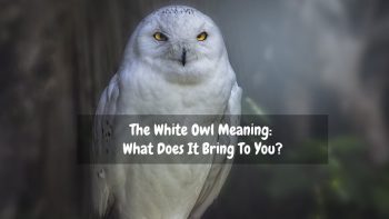 The White Owl Meaning: What Does It Bring To You? - DejaDream