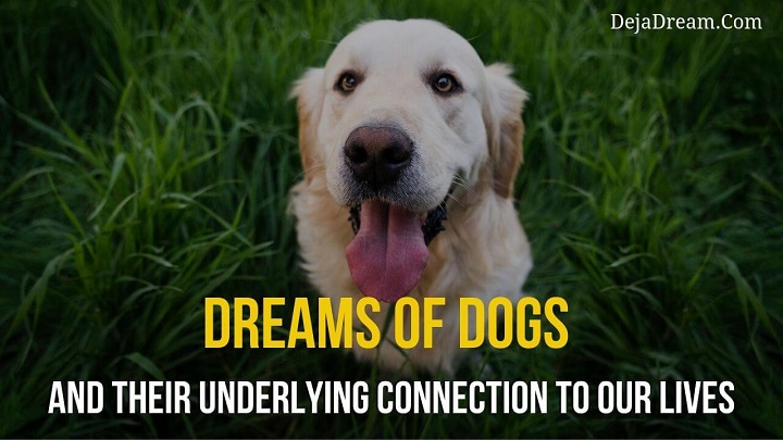 dreams of dogs