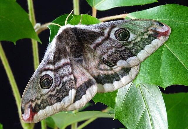 Moth Symbolism