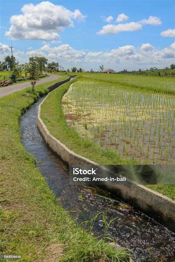 Foto: Jalur Irigasi Subak Taro Gianyar Tampil Estetik Dihiasi Hijau Padi