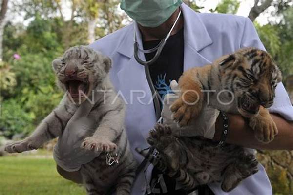Foto: Safari Day Gianyar, Anak Cekikikan Lihat Harimau Dari Dekat