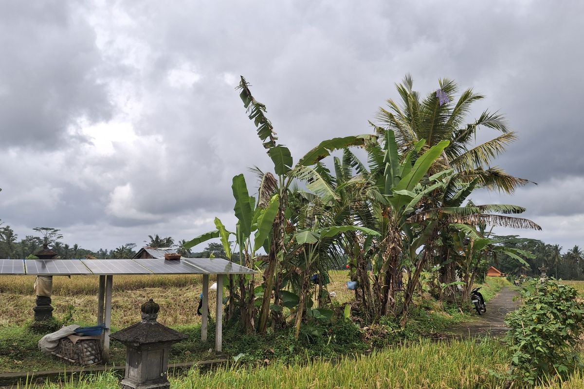 Berkat Panel Surya, Petani di Gianyar Bali Bisa Tanam Padi Meski Kemarau