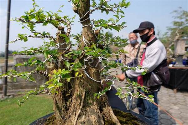 Hobi Mahal! Mengintip Kontes Bonsai Di Carangsari, Peserta Dari Luar Negeri Ikut Meramaikan!