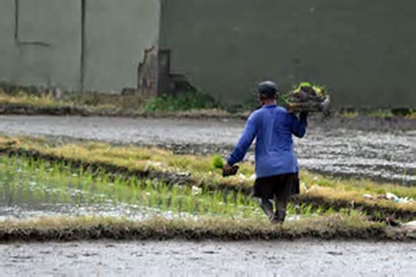 Tradisi! Ala Ayuning Dewasa: Baik Untuk Melas Rare (upacara Bayi Menetek) Dan Nelusuk Ternak!